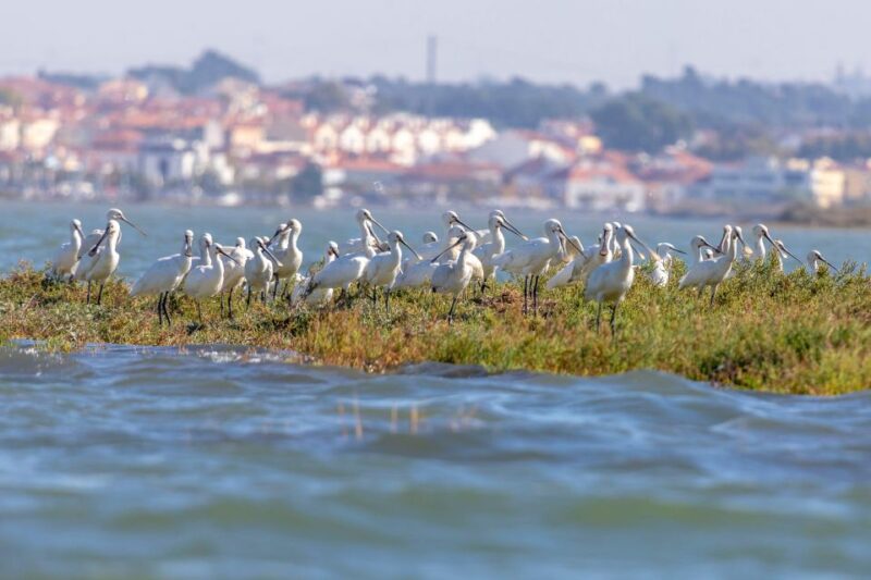 Birdwatching Boat Tour in the Tagus Estuary - Who Will Enjoy This Tour Most
