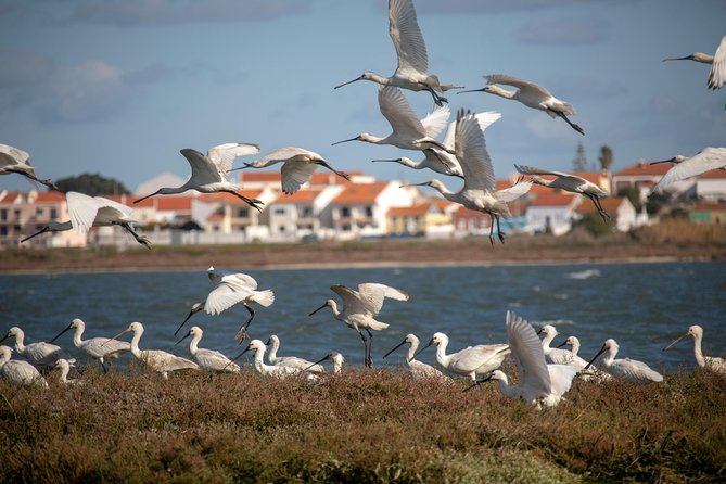Birdwatching Boat Tour so close to Lisbon - Explore Birdwatching Close to Lisbon on a Comfortable Boat