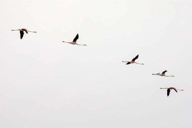 Birdwatching Boat Tour so close to Lisbon - Key Points