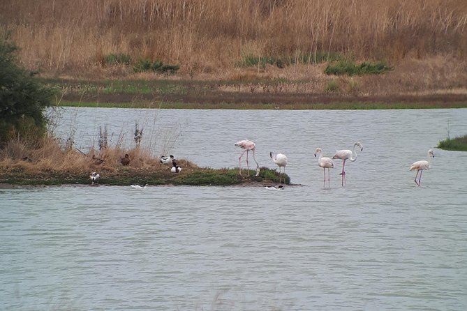 Birdwatching Boat Tour so close to Lisbon - The Historic Stop at Praça do Comércio