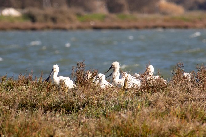 Birdwatching Boat Tour so close to Lisbon - The Nautical Experience with SeaEO Tours