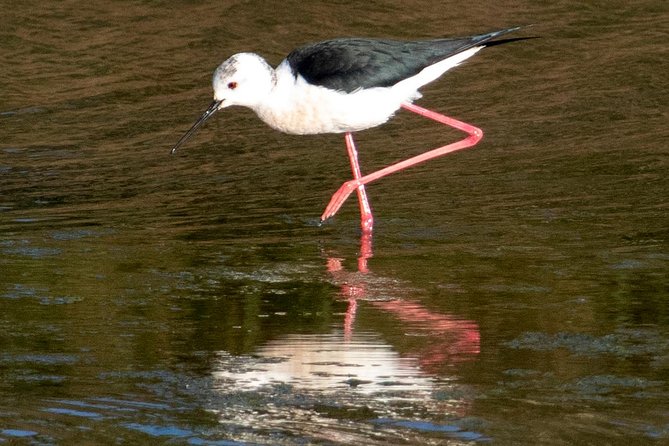 Birdwatching Boat Tour so close to Lisbon - Wildlife and Bird Species You Can Expect