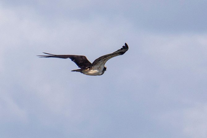 Birdwatching Boat Tour so close to Lisbon - The Experience for Birdwatchers and Nature Enthusiasts