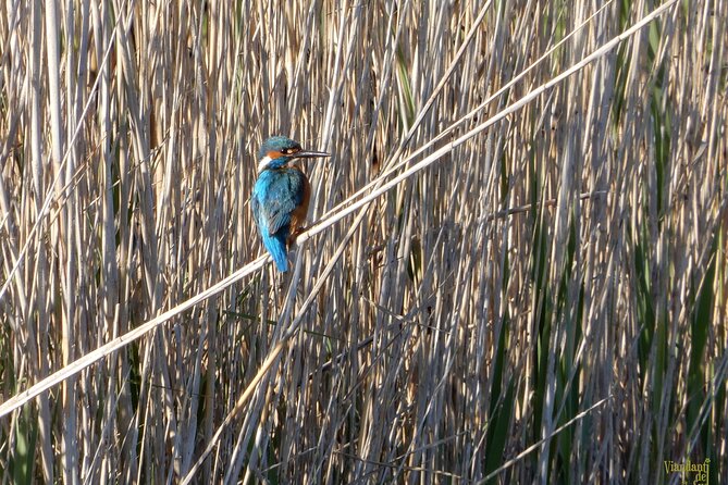 Birdwatching Boccadoro: the wildlife of the wetland - An Accessible and Affordable Birdwatching Tour in Bari