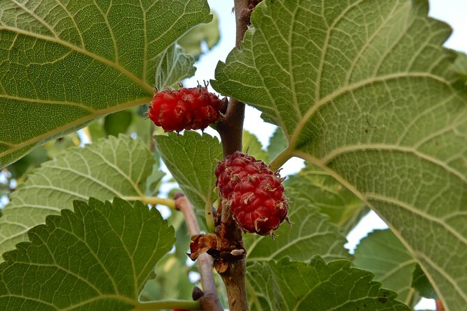Birdwatching Boccadoro: the wildlife of the wetland - Discovering the Flora and Fauna of the Wetlands