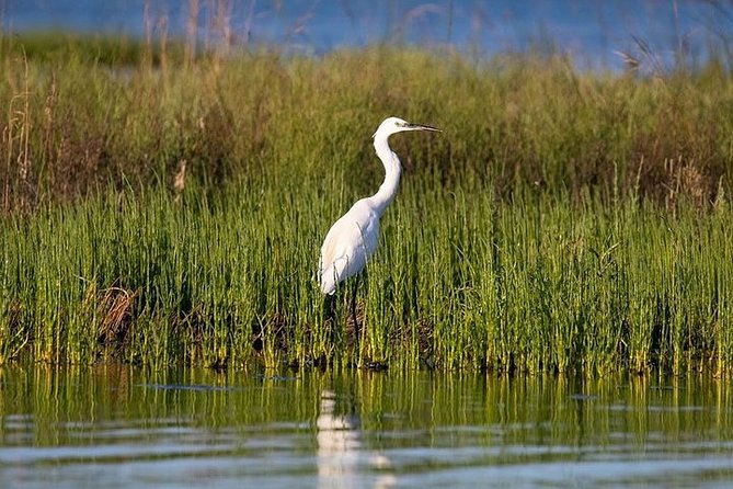 Birdwatching by boat in a small group in the Pialassa Baiona - Practicalities: Booking, Cancellation, and Accessibility