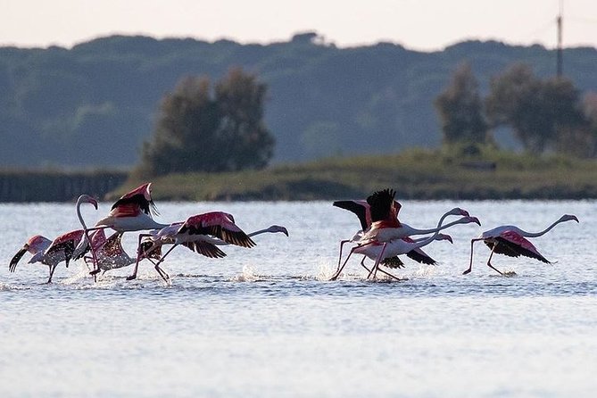 Birdwatching by boat in a small group in the Pialassa Baiona - Why This Tour Is a Must for Nature Enthusiasts