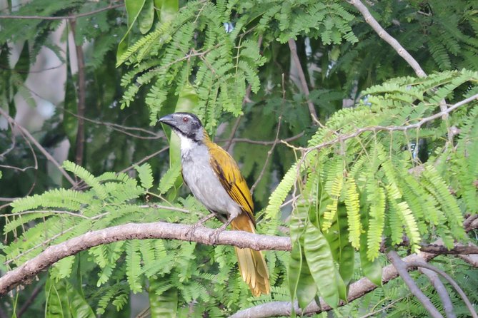 Birdwatching Cancun - The Tour Starts at a Central Cancun Meeting Point