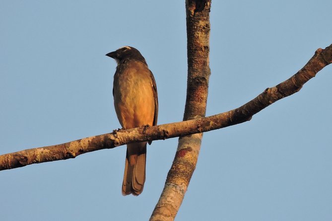 Birdwatching Cancun - Practical Tips for a Smooth Birdwatching Experience