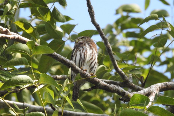Birdwatching Cancun - Who Will Get the Most Out of This Tour?