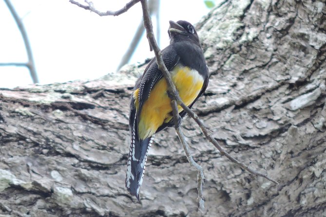 Birdwatching Cancun - The Sum Up: A Top Choice for Birding in Cancun