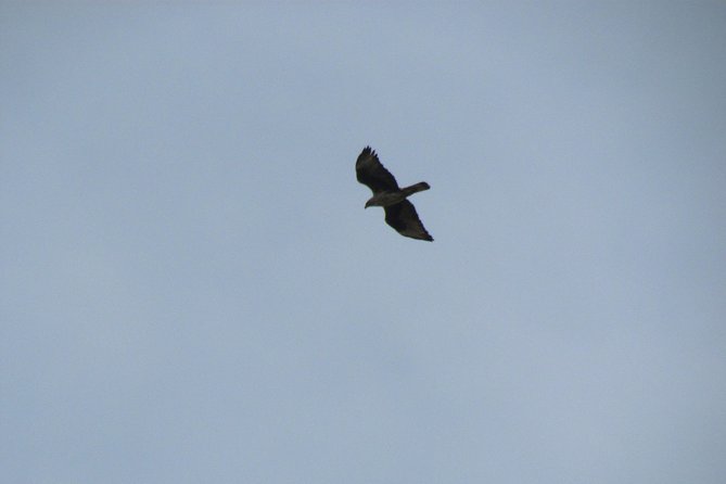 Birdwatching day in the Monchique hills - What Bird Species Will You See?