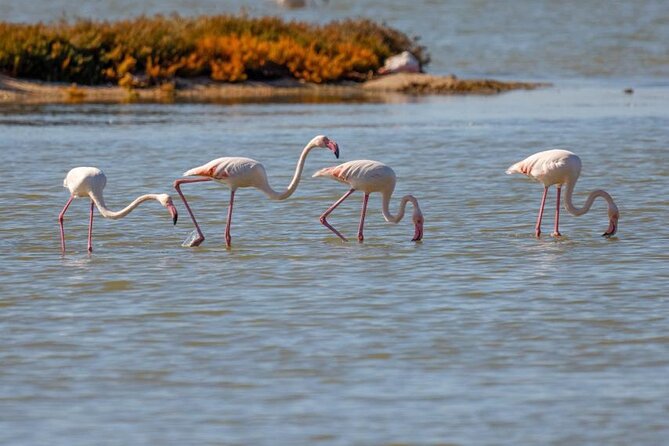 Birdwatching Experience in Narte Lagoon & Akerni Dunes - Exploring the Narte Lagoon and the Saltern Fields