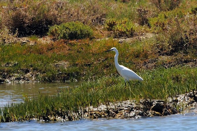 Birdwatching in Ria Formosa - Eco Boat Tour from Faro - Starting Point and Check-in at Faro’s Nautical Club