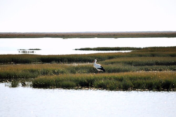 Birdwatching in Ria Formosa - Eco Boat Tour from Faro - Who Will Enjoy This Tour?