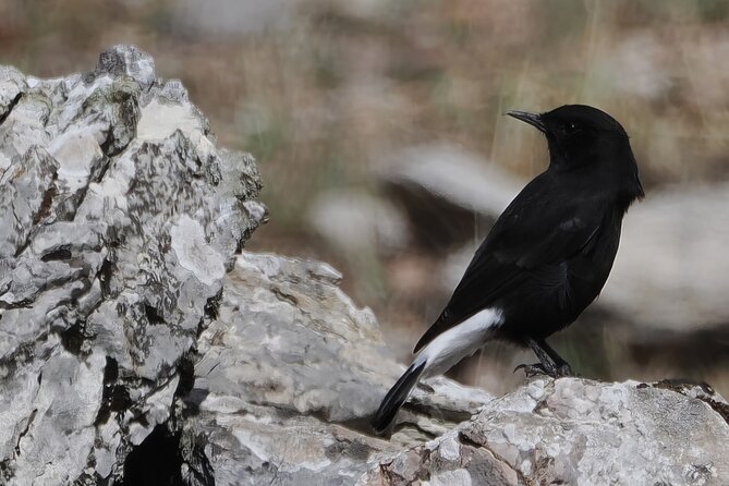 Birdwatching in Ronda and Grazalema - Explore Andalusia’s Birdwatching Paradise for €209.37 per Person