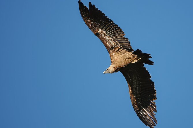 Birdwatching in Ronda and Grazalema - A Day of Birdwatching in Sierra de Grazalema Natural Park