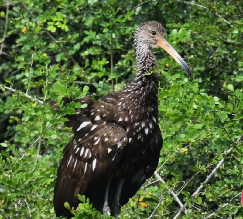 birdwatching in the nearby savannah of Palenque - Birdwatching in the Palenque Savannah: An Unmissable Adventure