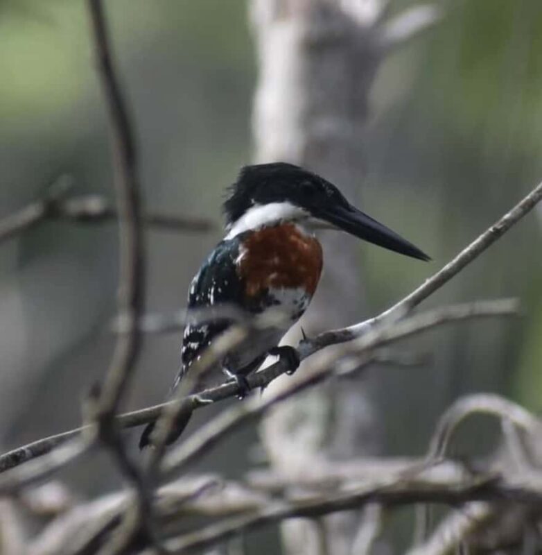 birdwatching in the nearby savannah of Palenque - Indulge in Regional Food and Cocoa Tasting