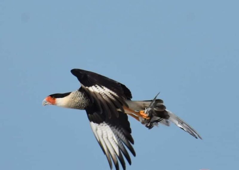 birdwatching in the nearby savannah of Palenque - The Experience Provider and Booking Flexibility