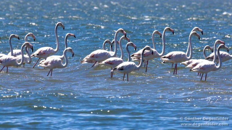 Birdwatching Solar Boat Tour Aveiro Lagon - Exploring the Aveiro Lagoon’s Salt Marshes and Wetlands