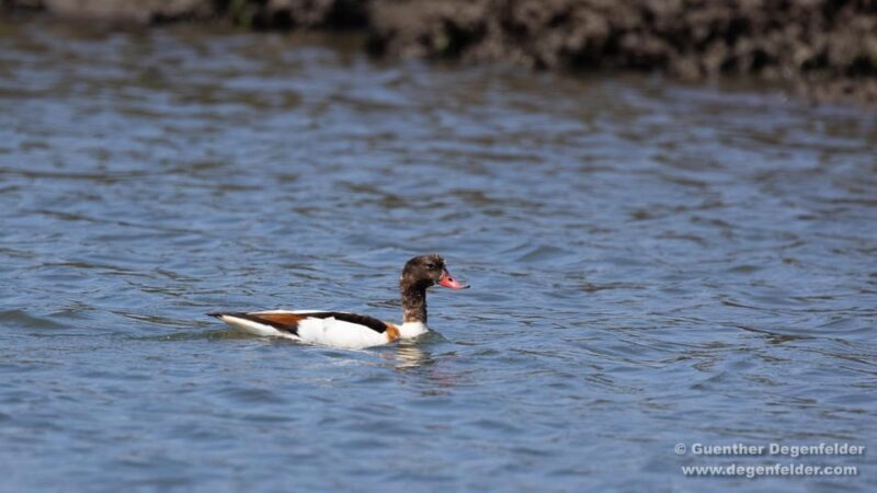Birdwatching Solar Boat Tour Aveiro Lagon - The Value of a Birdwatching Tour in Aveiro’s Salt Flax Lagoon