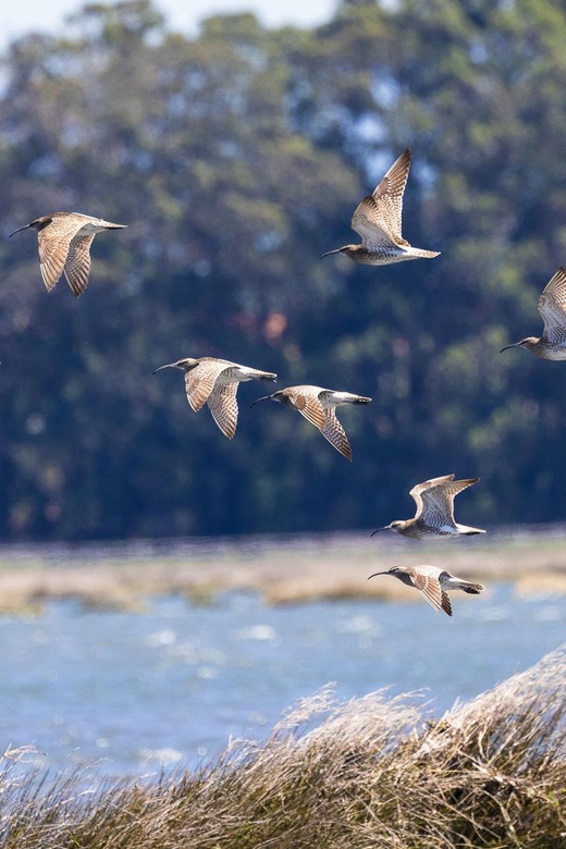 Birdwatching Solar Boat Tour Aveiro Lagon - Important Practicalities for Participants