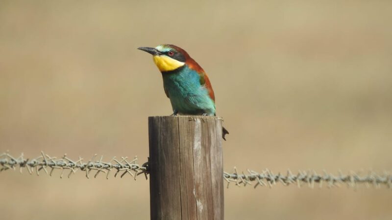 Birdwatching tour in Mértola and Castro Verde region - Key Points