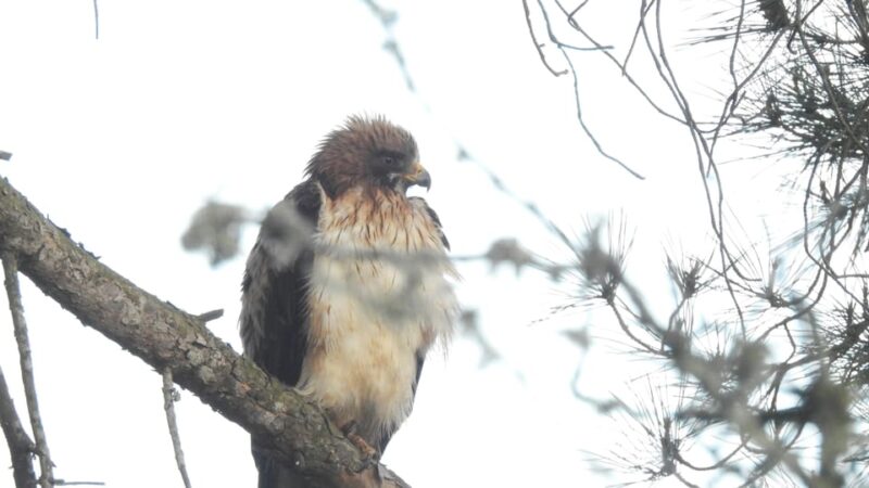 Birdwatching tour in Mértola and Castro Verde region - The Sum Up: A Birdwatching Day in Portugal’s Natural Beauty