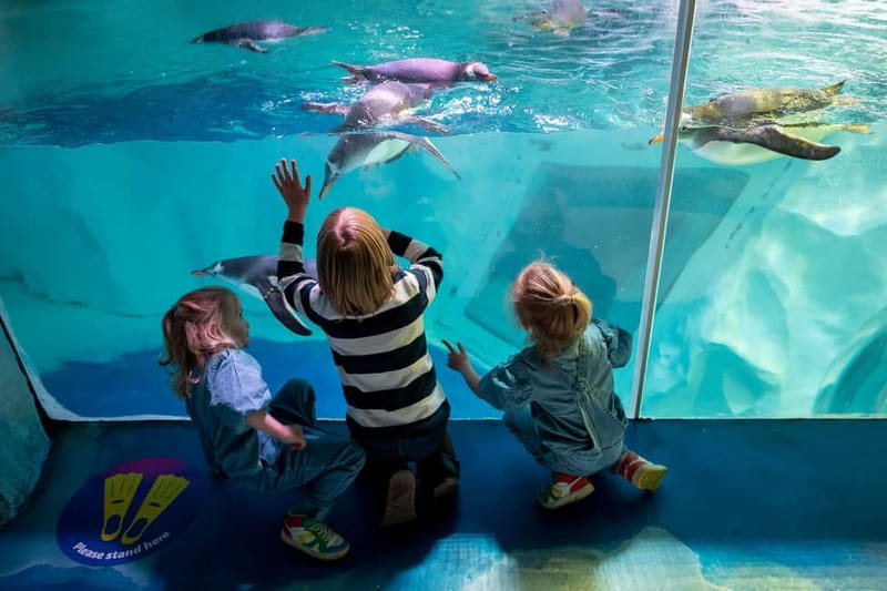 Birmingham: National Sea Life Centre Entrance Ticket - Discover Birmingham’s Marine World with a Ticket to the National Sea Life Centre