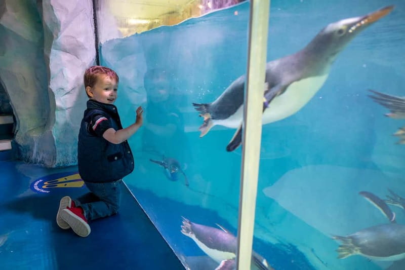 Birmingham: National Sea Life Centre Entrance Ticket - Why This Tour Appeals to Different Visitors