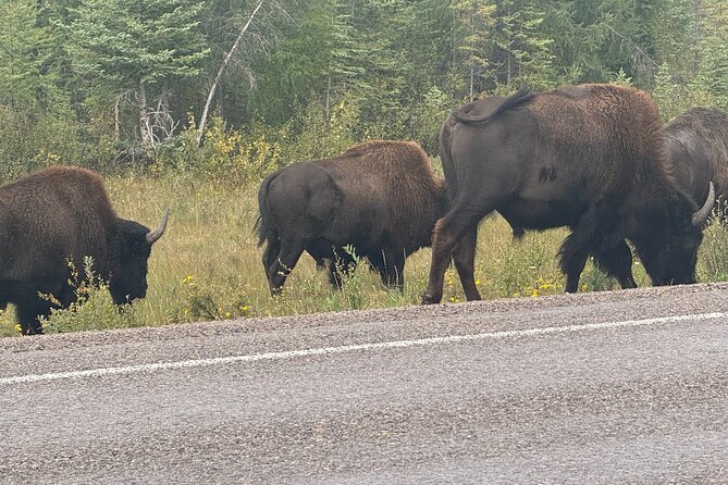 Bison Highway Wildlife Tour - Explore the Yellowknife Bison Highway Wildlife Tour for an authentic Northern adventure