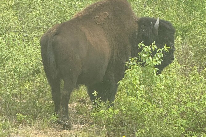 Bison Highway Wildlife Tour - Key Points