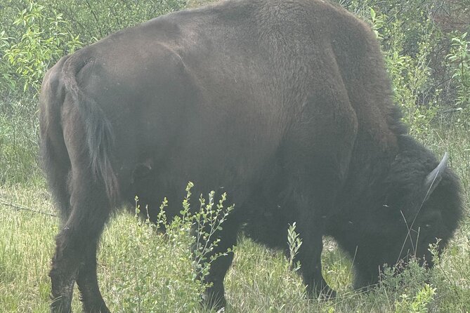 Bison Highway Wildlife Tour - Stories of Indigenous culture and land