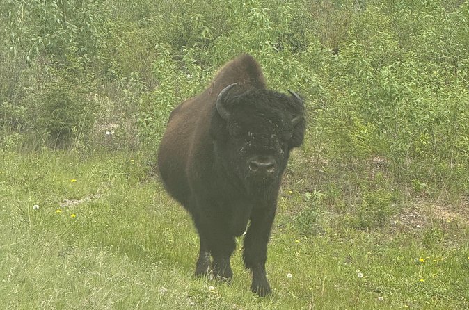 Bison Highway Wildlife Tour - Logistics: meeting point, transportation, and accessibility
