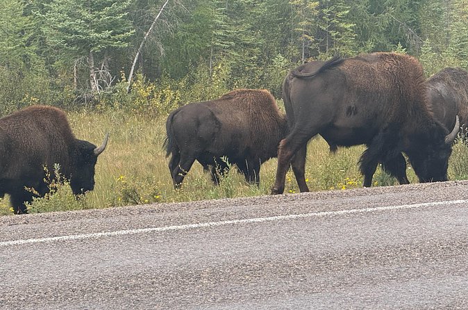 Bison Highway Wildlife Tour - What’s included and what’s not