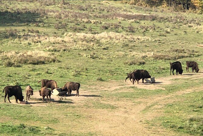 Bison Sanctuary, Vlad the Impaler Princely Court & Dracula Grave - Admission Fees and Extra Costs