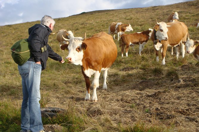 Black Forest Tour by car - start Offenburg or Freiburg - Discover the Hidden Gems of the Black Forest