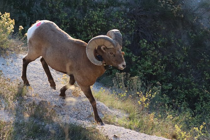 Black Hills Nature Tour Wildlife Watching and Scenic Views - Explore the Black Hills on an Authentic Nature-Focused Tour
