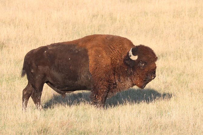 Black Hills Nature Tour Wildlife Watching and Scenic Views - Key Points