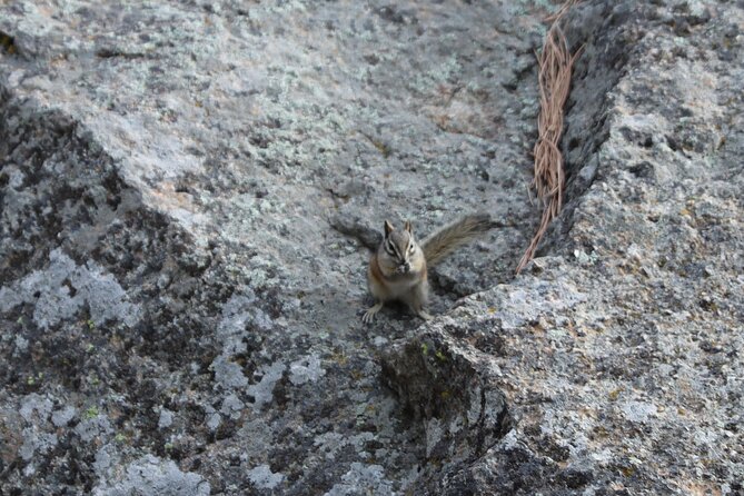 Black Hills Nature Tour Wildlife Watching and Scenic Views - Custer State Park: Wildlife and Meadow Views