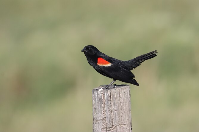 Black Hills Nature Tour Wildlife Watching and Scenic Views - Sylvan Lake: Dramatic and Photo-Friendly