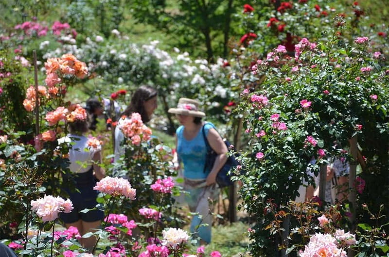 Black Sea: Magnetic Beach and Batumi Botanical Garden Tour - Black Sea: Magnetic Beach and Batumi Botanical Garden Tour – An In-Depth Look