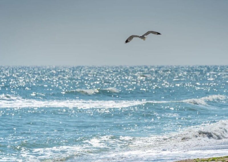 Black Sea Private Tour from Bucharest, day tour to Constanta - Practicalities of the Private Group Experience