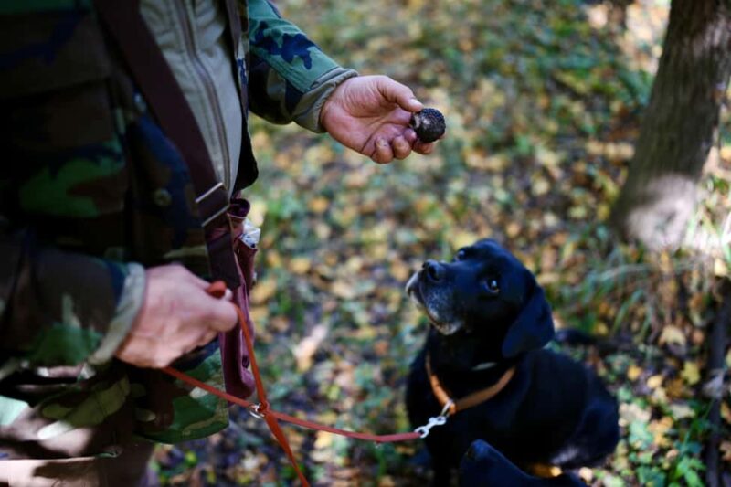 Black Truffle Hunt, Foie Gras & Wines with Budapest Pickup. - The 17th-Century Watermill and Forest Safety Briefing