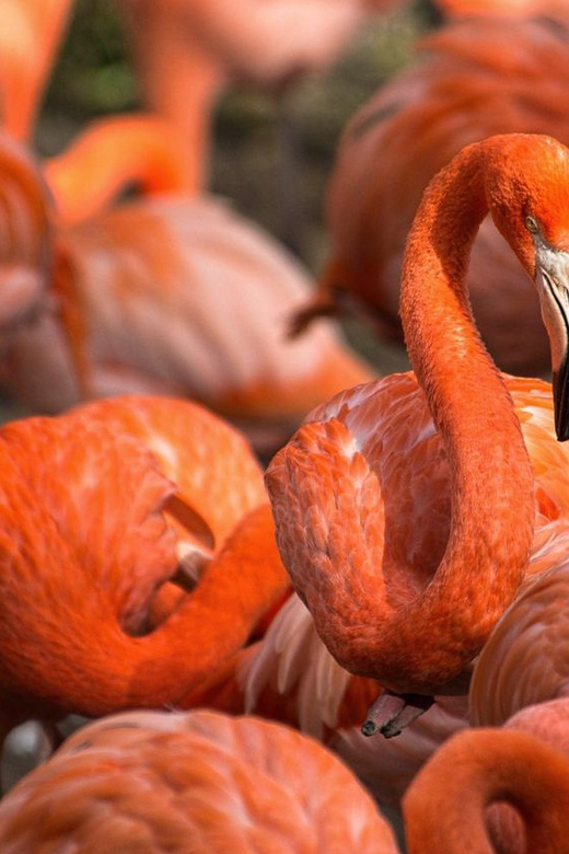 Blackpool: Zoo Admission Ticket - Blackpool Zoo Admission Ticket: An Engaging Day with 1000 Animals