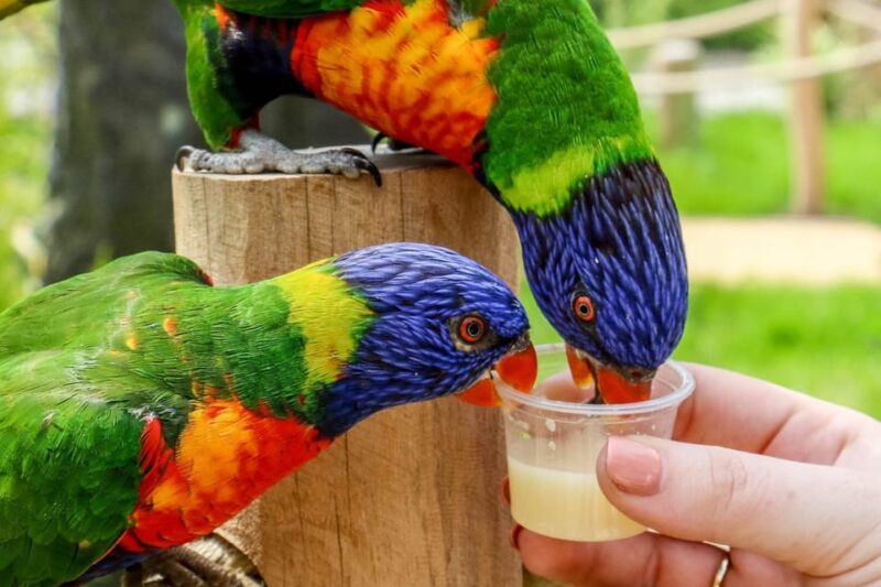 Blackpool: Zoo Admission Ticket - The Dinosaur Safari and Prehistoric Exhibits