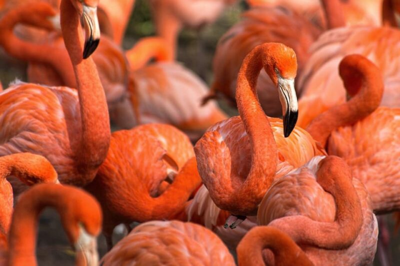 Blackpool: Zoo Admission Ticket - The Elephant Habitat and Conservation Focus