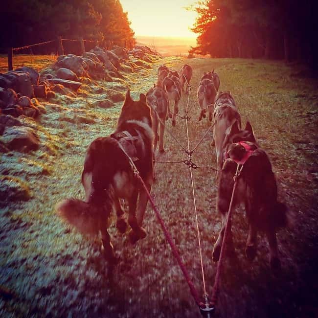 Blairgowrie: Husky Ride and Meet the Pack - Blairgowrie: Husky Ride and Meet the Pack — A Thrilling Scottish Adventure
