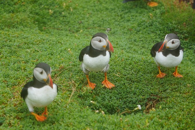 Blasket Island Sea Life Rib Tour, - Group Size and Passenger Experience
